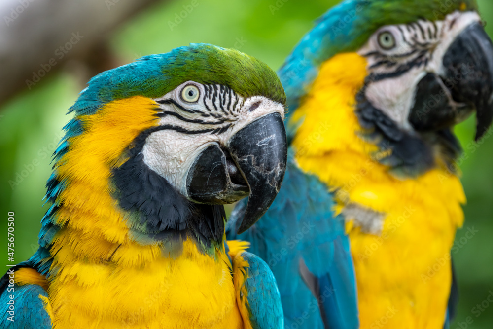 ルリコンゴウインコのポートレート