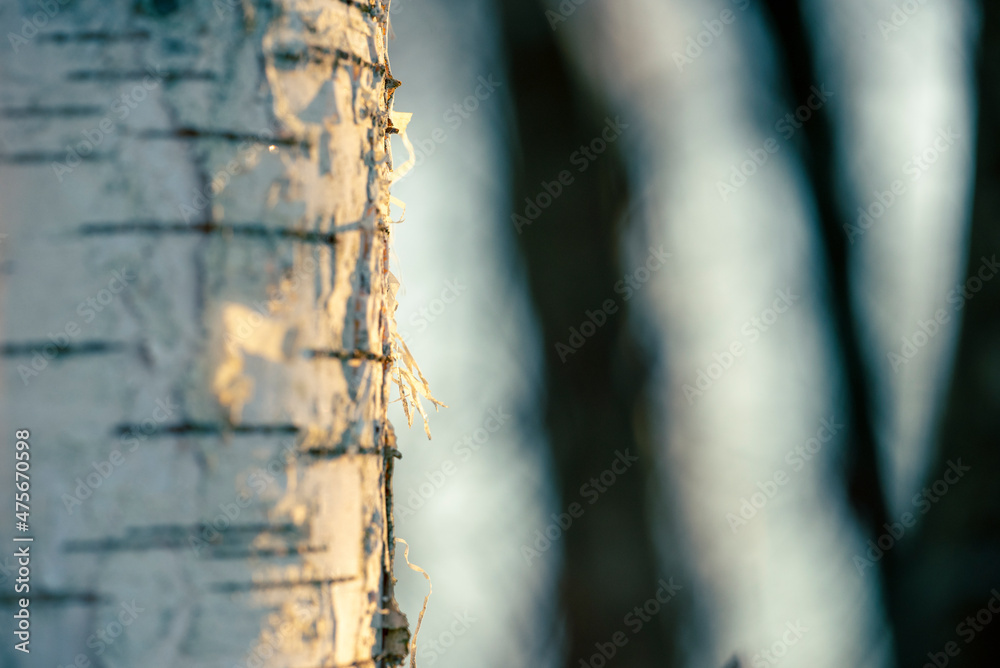 Fototapeta premium Birch tree bark in winter on sunset