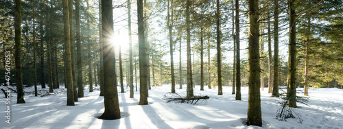 Bild auf Leinwand Amazing forest trees firs landscape snowscape view in the morning with sunbeams sunshine in black forest winter with snow ( Schwarzwald ) Germany background panorama banner
