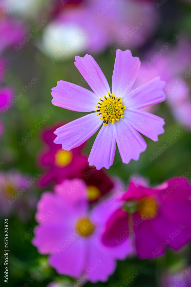 Obraz premium コスモスの花 秋のイメージ