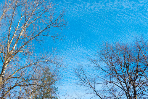 Cold season Spring sky clouds branch background