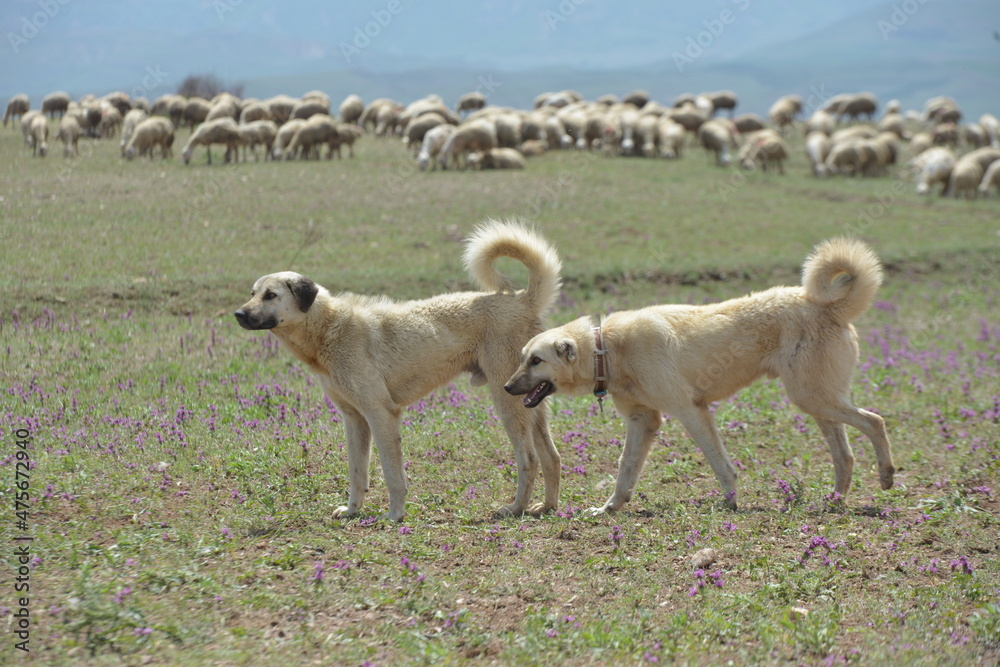 Shepherd dogs with herd of sheep in open field.
