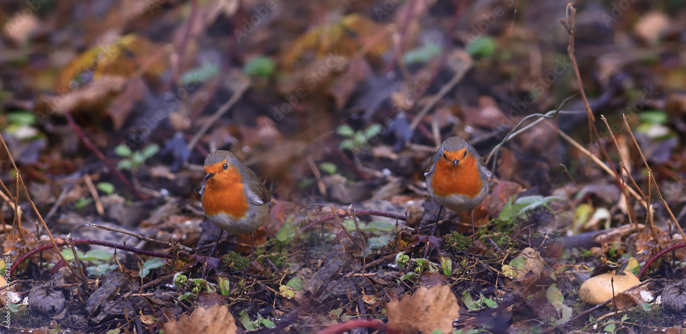 A pair of robins in their natural habitat.
A pair of robins in their natural habitat.