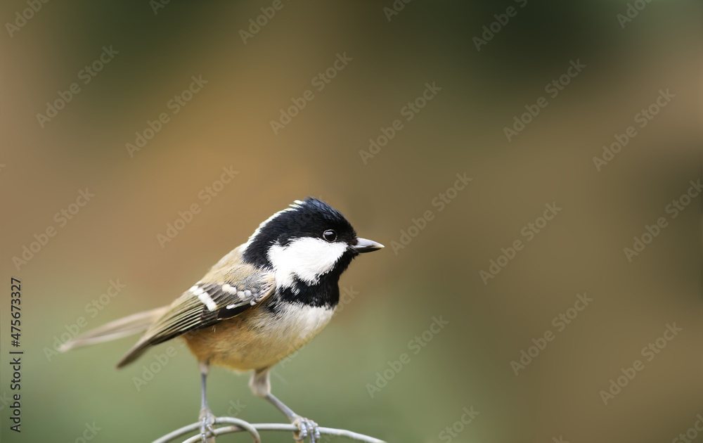 Little Coal tit sits on the fence.j Little Coal tit sits on the fence.j
