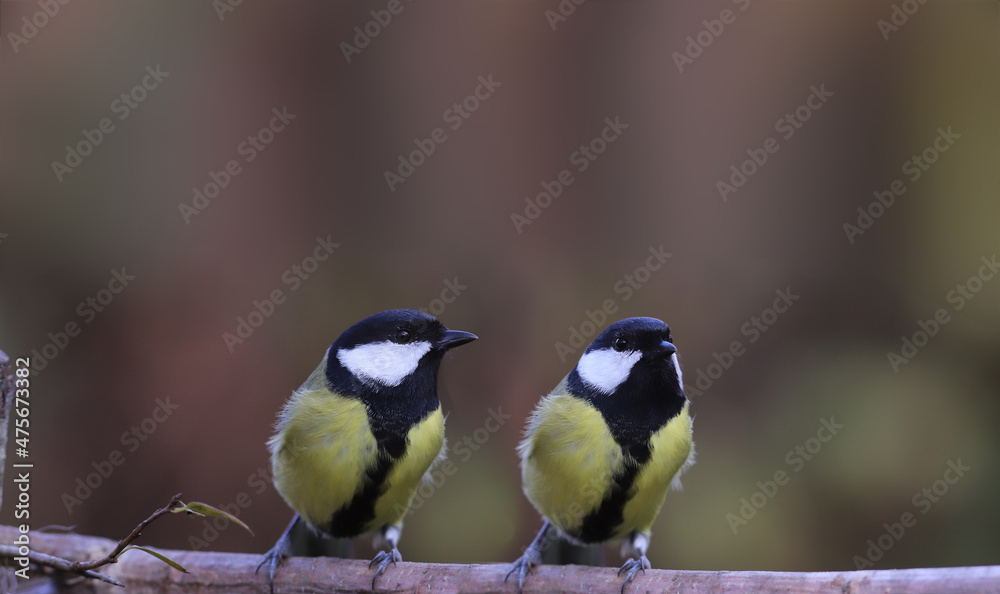 Two big tits on a branch on a blurry background of indeterminate color