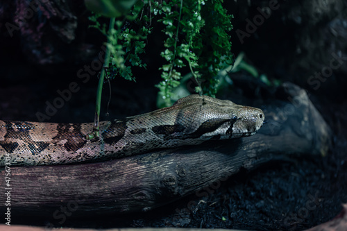 close up of a Boa constrictor