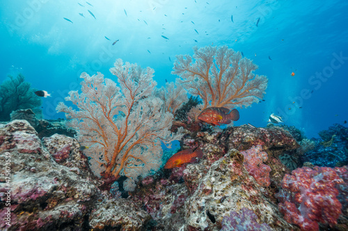 The abundance in coral reefs