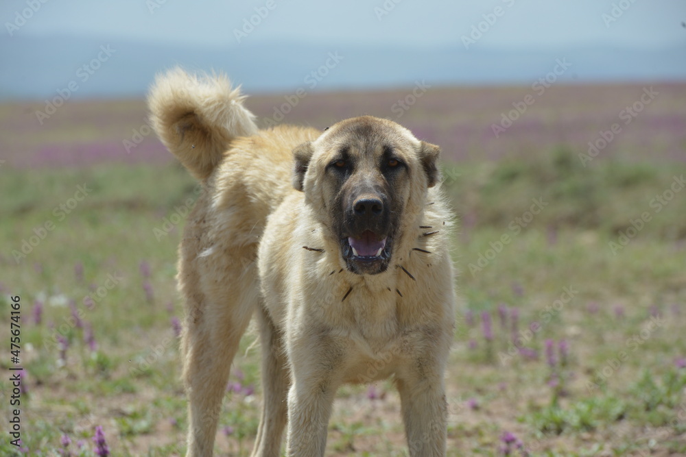Sivas Kangal Shepherd Dog on Grass. Stock-foto | Adobe Stock