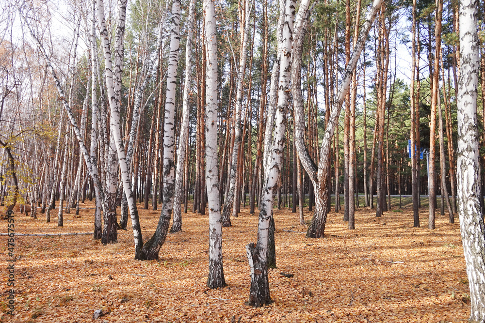 Beautiful forest