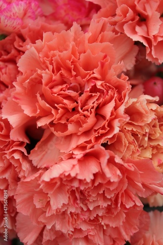 Orange carnation flower 