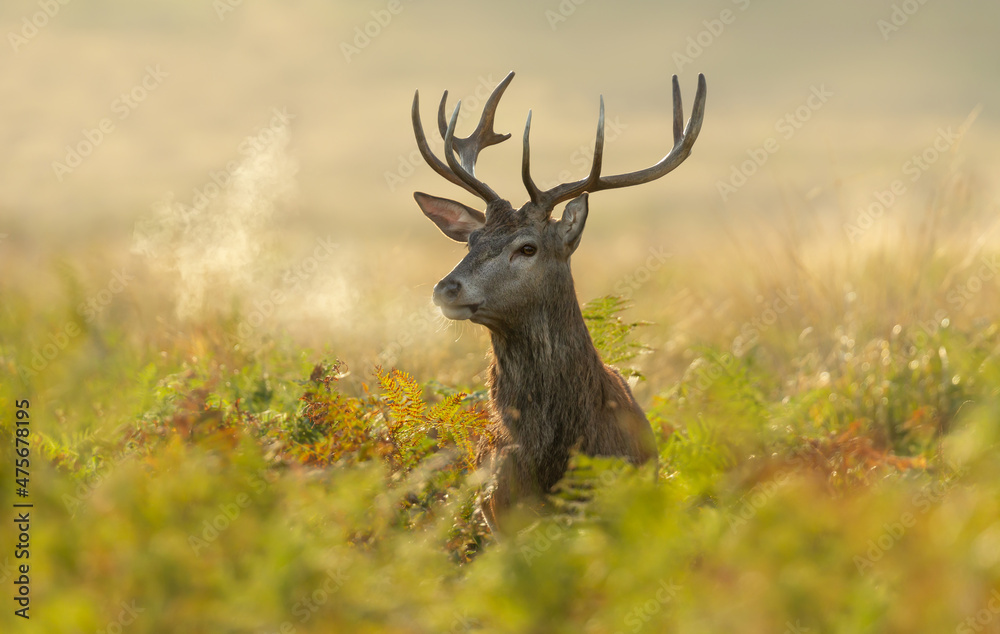 Fototapeta premium Close up of a young red deer stag at sunrise
