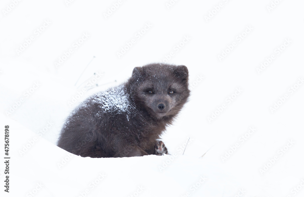 Obraz premium Close up of an Arctic fox in snow in winter