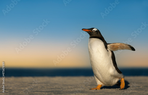 Gentoo penguin walking on a sandy coast at sunset