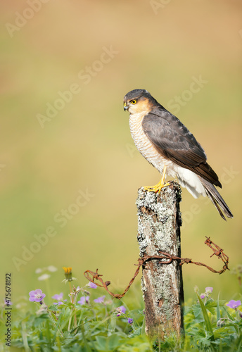 Eurasian Sparrowhawk perched on a post in meadow