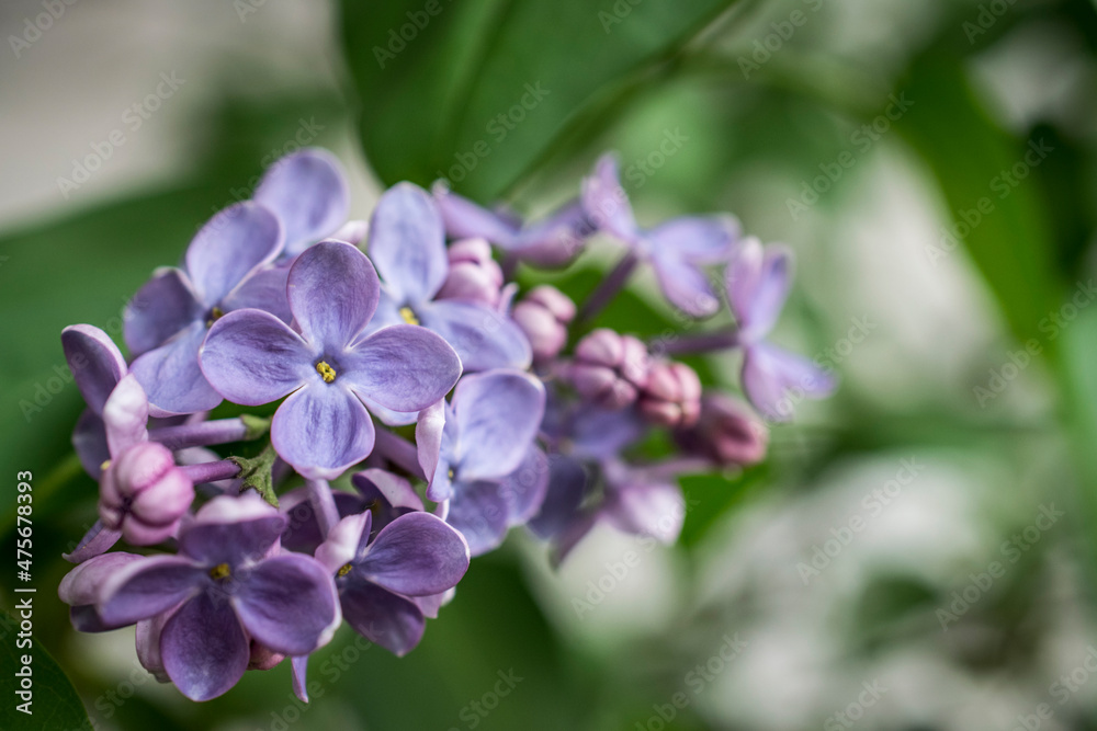 Obraz premium A close-up photo of a purple lilac flower in spring