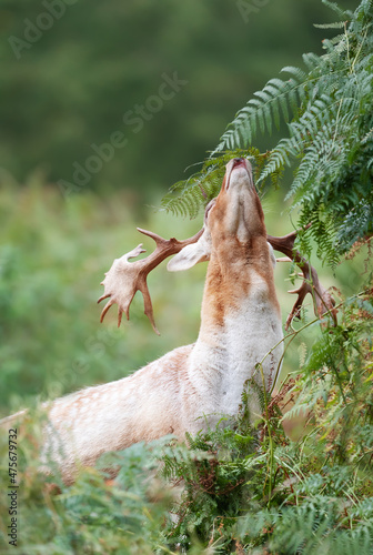 Fallow deer stag smelling bracken in autumn © giedriius