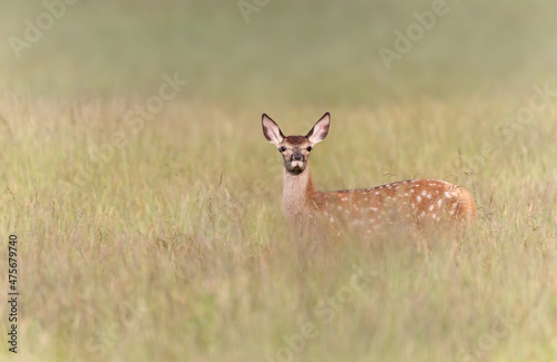 Red deer calf standing in a meadow in summer