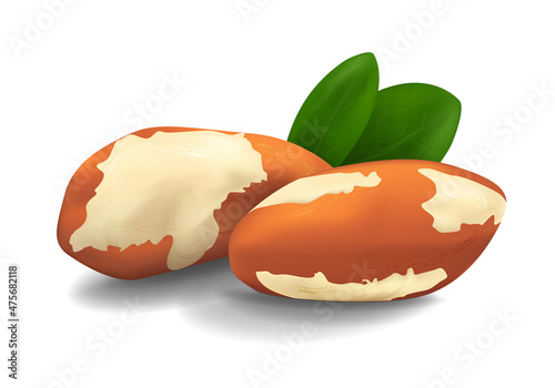 Vector realistic illustration of a Brazil nut with green leaves isolated on a white background with shadow