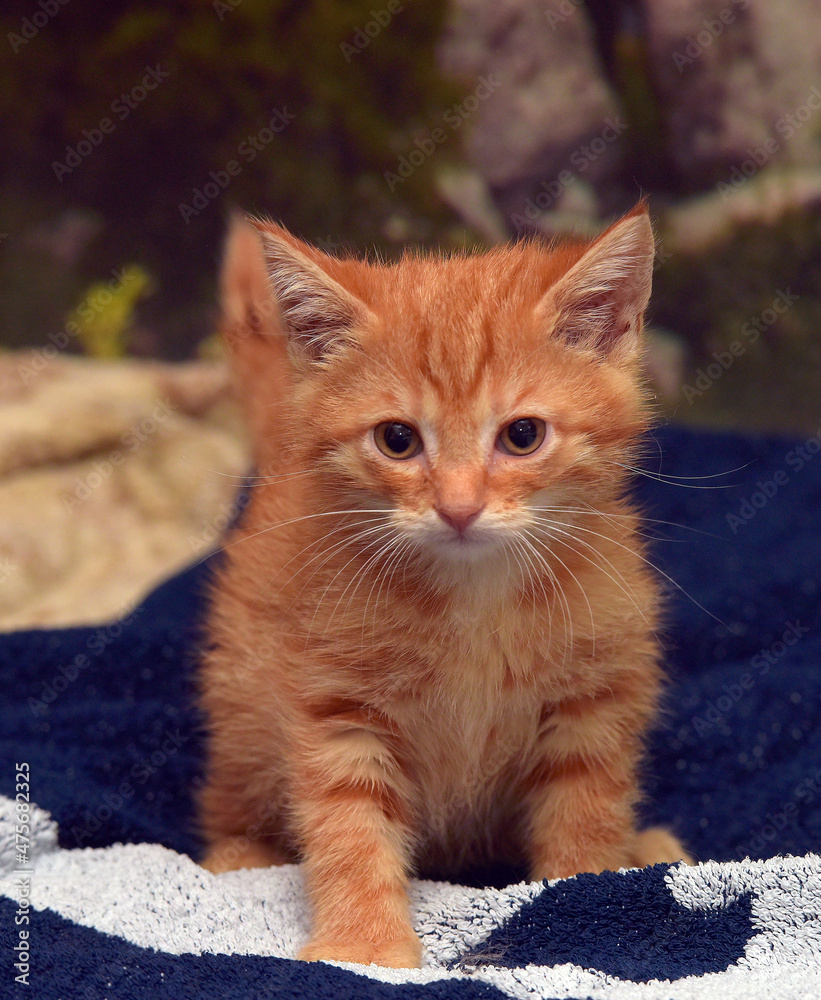 little ginger kitten on the couch little ginger kitten on the couch