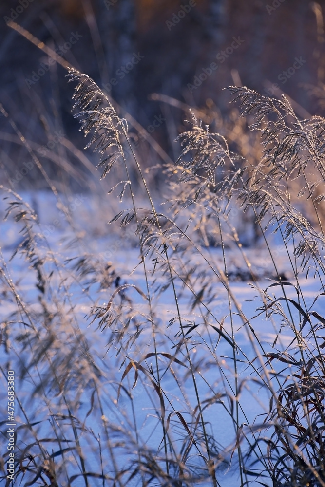 Obraz premium Dry grass covered with frost and lit by the setting sun