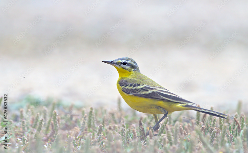 Western Yellow Wagtail - Motacilla flava, Crete Western Yellow Wagtail - Motacilla flava, Crete