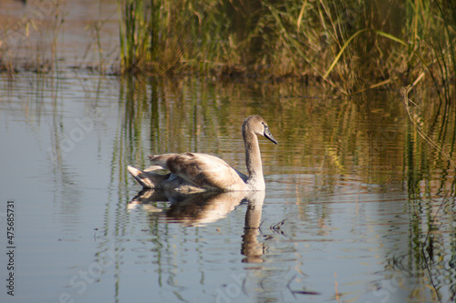 Young swan with reflection on rippled lake closeup view with selective focus on foreground