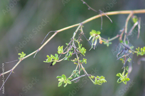Texas persimmon leaves closeup view with blurred bacground