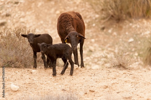 Ovis orientalis aries - The sheep is a domestic quadruped mammal. photo