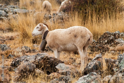 Ovis orientalis aries - The sheep is a domestic quadruped mammal. photo