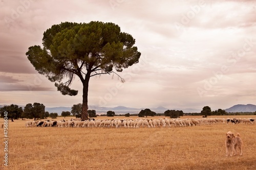 Ovis orientalis aries - The sheep is a domestic quadruped mammal. photo