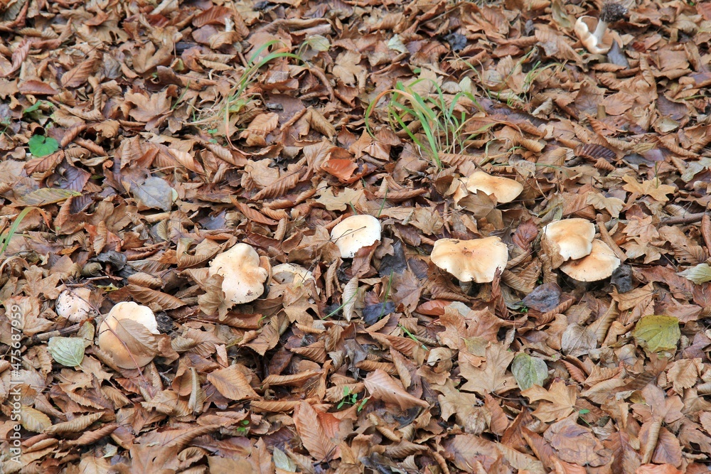 Mushrooms and fallen leaves in the autumn forest Mushrooms and fallen leaves in the autumn forest