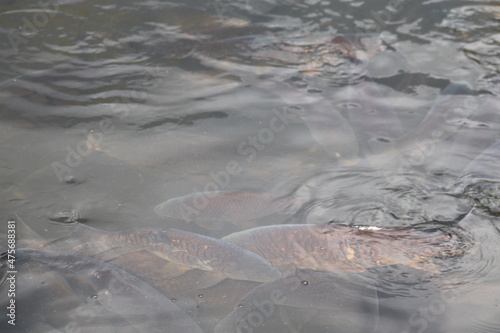 fishes