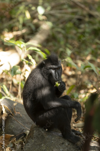 Black macaque monkey in Tangkoko Batuangus Nature Reserve, Indonesia photo