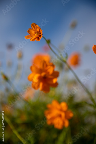 beautiful garden with orange flowers, field flower, natural texture, blue sky in the background © VictorHugo
