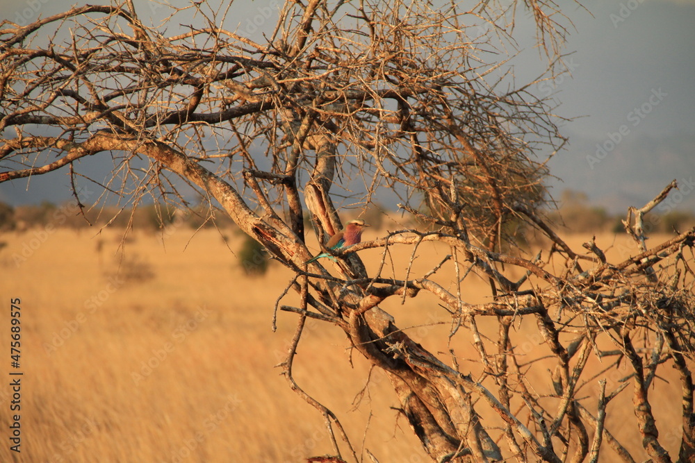 Obraz premium Kenia Travel