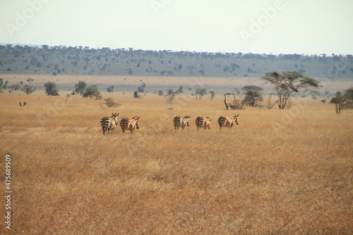 Kenia Travel