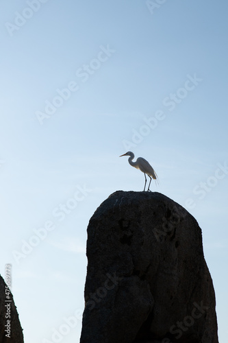 white heron on top of rock watching nature, blue sky in summer day