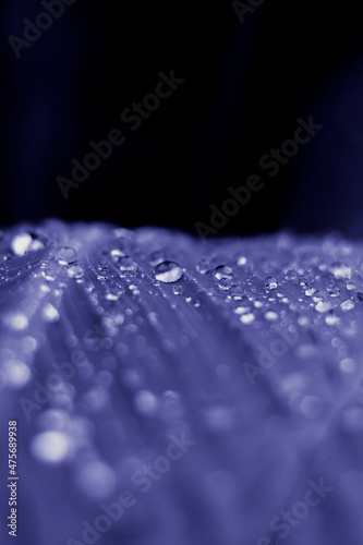Raindrops on the leaf. Nature background. Color of the year very peri