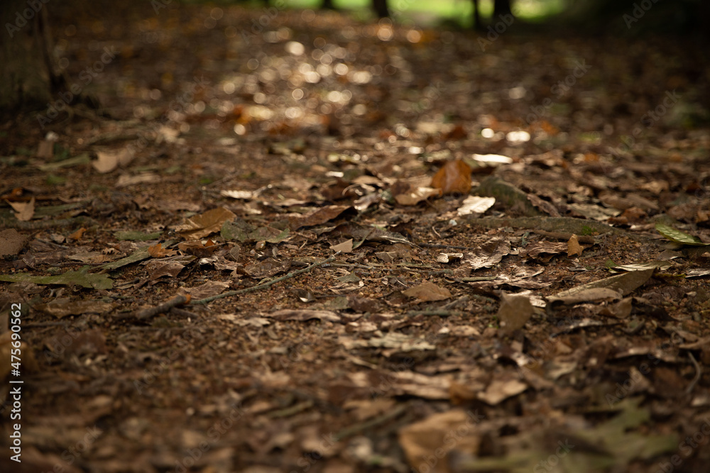 Fallen autumn leaves on brown forest soil background. Fallen autumn leaves on brown forest soil background.