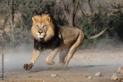 Lion with dark mane running creating dust in the Kgalagadi Transfrontier Park in South Africa. It is early morning and the bright orange eyes is threatening