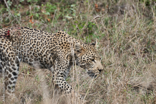 leopard  Panthera pardus  wounded after fight