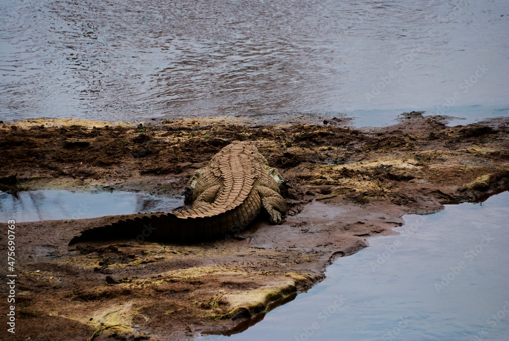 Large Crocodile lying on a river bank in Africa