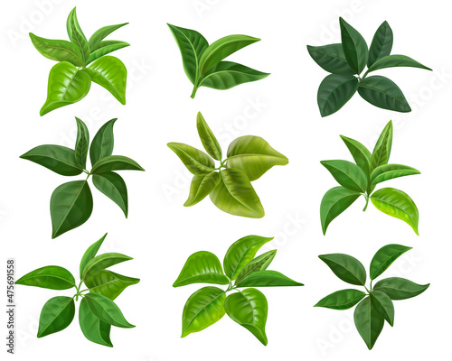 Realistic tea leaves. Green mint and tea leaves collection, bush branch decoration. Vector isolated set