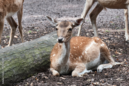 Fototapeta Naklejka Na Ścianę i Meble -  Damwild / Damhirsch ( Dama dama ).