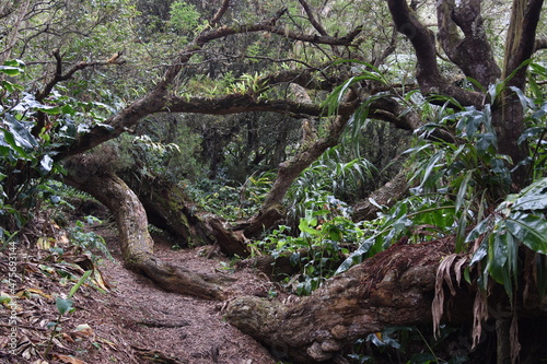 Forêt Sans-Soucis, Maïdo, île de la Réunion, Océan Indien © Didier San Martin