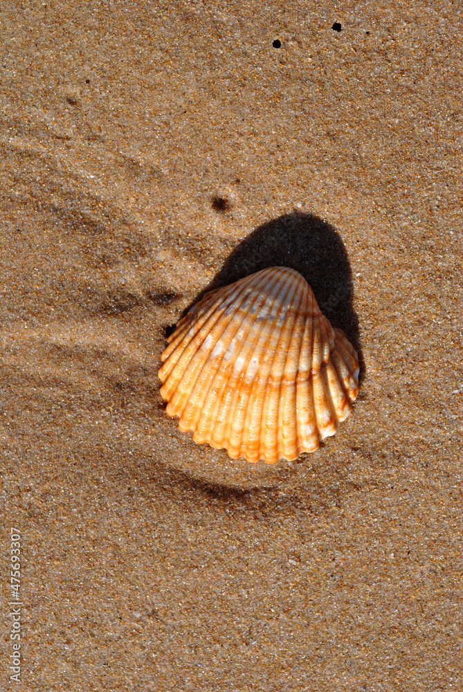 Close Up of Small Shell on Wet Sand on Beach Close Up of Small Shell on Wet Sand on Beach