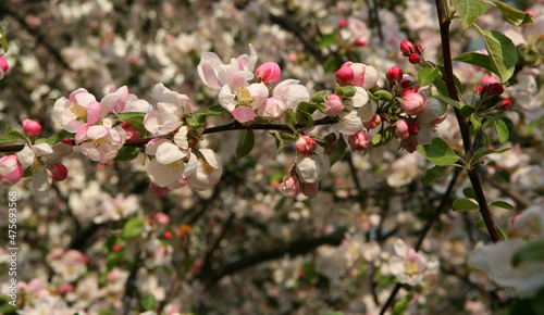 pink blossom in spring