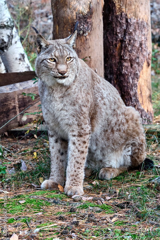 Obraz premium Eurasischer Luchs oder Nordluchs ( Lynx lynx ).