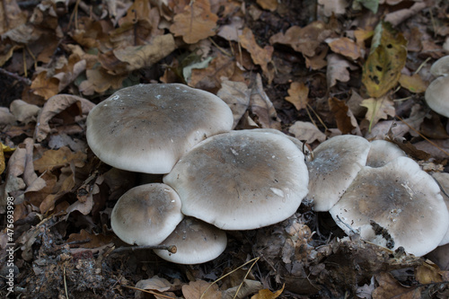 group of mushrooms - clitocybe nebularis,  clouded agaric closeup selective focus photo