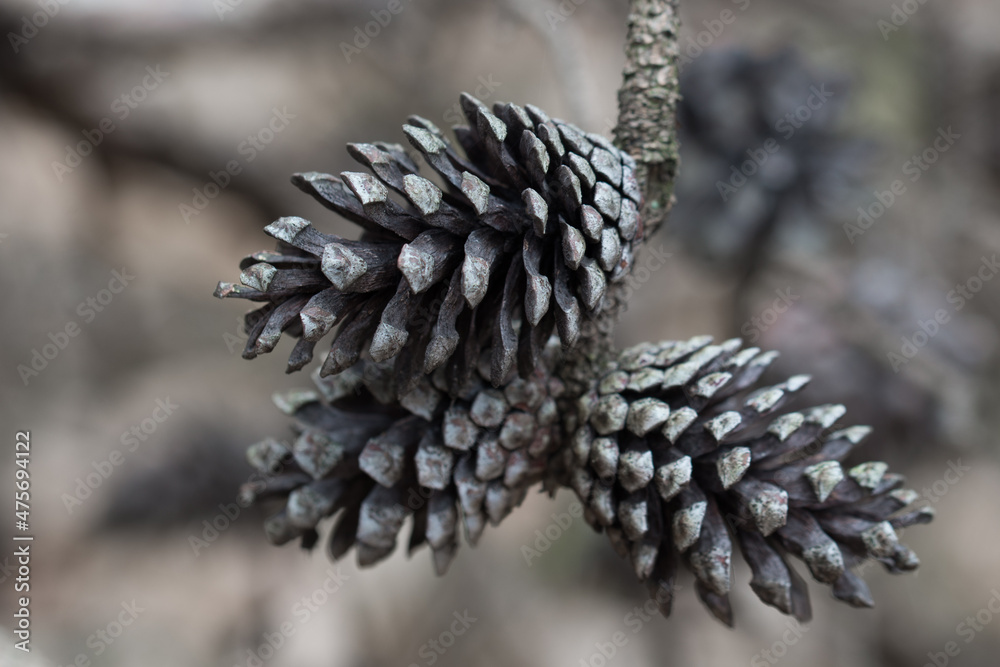 dried pine cones on tree branch closeup selective focus dried pine cones on tree branch closeup selective focus